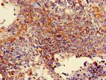 MAN2A1 Antibody in Immunohistochemistry (Paraffin) (IHC (P))