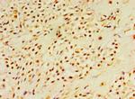 DUSP7 Antibody in Immunohistochemistry (Paraffin) (IHC (P))