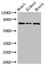 OVGP1 Antibody in Western Blot (WB)