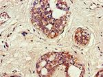 SNX17 Antibody in Immunohistochemistry (Paraffin) (IHC (P))