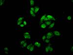 FOXE3 Antibody in Immunocytochemistry (ICC/IF)