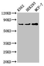 RALBP1 Antibody in Western Blot (WB)