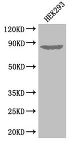 EXT1 Antibody in Western Blot (WB)