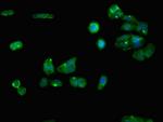 RGN Antibody in Immunocytochemistry (ICC/IF)