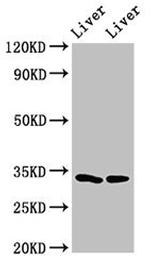 RGN Antibody in Western Blot (WB)