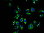 CNGB1 Antibody in Immunocytochemistry (ICC/IF)