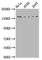 CNGB1 Antibody in Western Blot (WB)