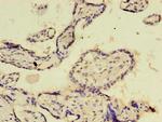 E2F2 Antibody in Immunohistochemistry (Paraffin) (IHC (P))