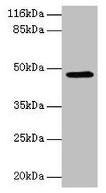 E2F2 Antibody in Western Blot (WB)