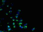 EBP Antibody in Immunocytochemistry (ICC/IF)