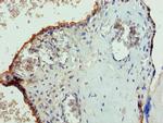 PGS1 Antibody in Immunohistochemistry (Paraffin) (IHC (P))