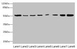 PGS1 Antibody in Western Blot (WB)