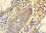 SYTL3 Antibody in Immunohistochemistry (Paraffin) (IHC (P))