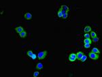 GLT8D1 Antibody in Immunocytochemistry (ICC/IF)