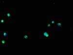 GLT8D1 Antibody in Immunocytochemistry (ICC/IF)