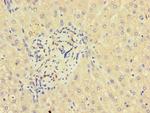 GLT8D1 Antibody in Immunohistochemistry (Paraffin) (IHC (P))