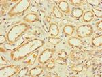 GLT8D1 Antibody in Immunohistochemistry (Paraffin) (IHC (P))