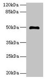 ADAL Antibody in Western Blot (WB)