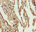 SLC34A1 Antibody in Immunohistochemistry (Paraffin) (IHC (P))