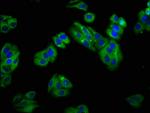 SLC22A25 Antibody in Immunocytochemistry (ICC/IF)