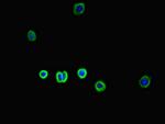 SLC30A10 Antibody in Immunocytochemistry (ICC/IF)