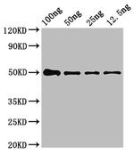 NIPBL Antibody in Western Blot (WB)