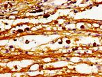 Lass6 Antibody in Immunohistochemistry (Paraffin) (IHC (P))