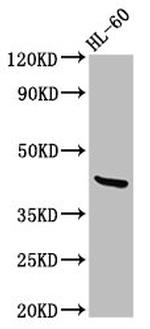 Lass6 Antibody in Western Blot (WB)