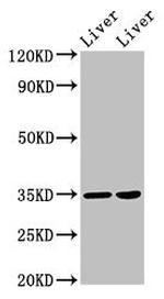 NANOGP8 Antibody in Western Blot (WB)