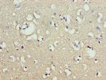 CNIH2 Antibody in Immunohistochemistry (Paraffin) (IHC (P))