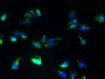 SLC25A25 Antibody in Immunocytochemistry (ICC/IF)