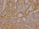 USP30 Antibody in Immunohistochemistry (Paraffin) (IHC (P))