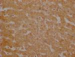 USP30 Antibody in Immunohistochemistry (Paraffin) (IHC (P))