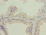 ISCA2 Antibody in Immunohistochemistry (Paraffin) (IHC (P))