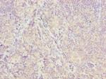 ISCA2 Antibody in Immunohistochemistry (Paraffin) (IHC (P))