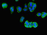 PIM3 Antibody in Immunocytochemistry (ICC/IF)