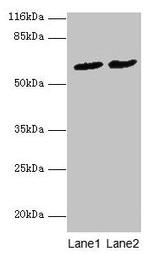 PDZD3 Antibody in Western Blot (WB)