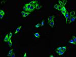 LRRTM4 Antibody in Immunocytochemistry (ICC/IF)