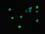 MTERFD2 Antibody in Immunocytochemistry (ICC/IF)