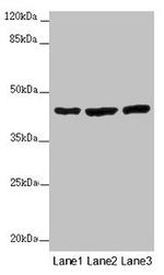 MTERFD2 Antibody in Western Blot (WB)