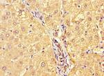 Allergin 1 Antibody in Immunohistochemistry (Paraffin) (IHC (P))