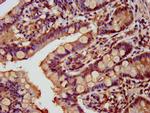 GATAD2A Antibody in Immunohistochemistry (Paraffin) (IHC (P))