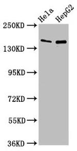 SULF1 Antibody in Western Blot (WB)