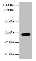 ODF3L1 Antibody in Western Blot (WB)