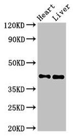 MCAT Antibody in Western Blot (WB)