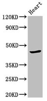 APOBEC3F Antibody in Western Blot (WB)