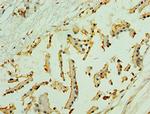 NLGN4Y Antibody in Immunohistochemistry (Paraffin) (IHC (P))