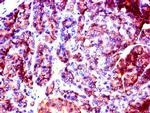 SLC37A2 Antibody in Immunohistochemistry (Paraffin) (IHC (P))