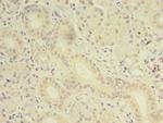 OSR2 Antibody in Immunohistochemistry (Paraffin) (IHC (P))