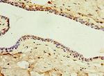 IL-22 Receptor alpha Antibody in Immunohistochemistry (Paraffin) (IHC (P))